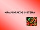 Kraujotakos sistema