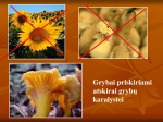Grybai skaidrės (4) 3