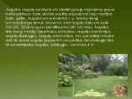 Skaidrės apie augalus 2