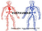 Kvėpavimas skaidrės (2) 1