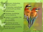 Paukščiai skaidrės (2) 2