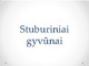 Stuburiniai gyvūnai (2)