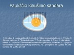 Paukščiai prezentacija 3