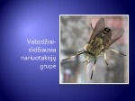 Vabzdžiai prezentacija 2