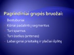 Vabzdžiai prezentacija 3