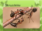 Skruzdės skaidrės 1