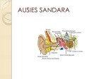 Ausis 3