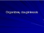 Organizmų dauginimasis pristatymas 1