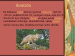 Lūšis 3