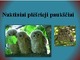 Naktiniai plėšrieji paukščiai