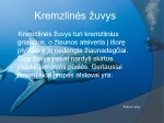 Stuburiniai Gyvūnai Žuvys 3