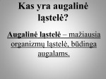 Augalinė ląstelė skaidrės 2