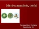 Mitybos grandine, tinklas