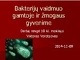 Bakterijų vaidmuo gamtoje ir žmogaus gyvenime