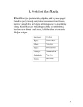 Skruzdėlė referatas 3