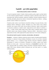 Ląstelė konspektas 1