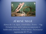 Labiausiai nykstančios žuvys Lietuvoje 2