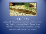 Labiausiai nykstančios žuvys Lietuvoje 3
