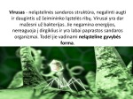 Virusų įvairovė 2