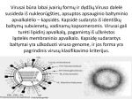Virusų įvairovė 3