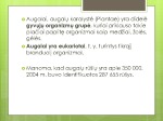 Plikasėkliai ir gaubtasėkliai skaidrės 2