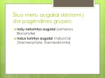 Plikasėkliai ir gaubtasėkliai skaidrės 3