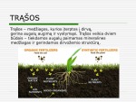 Trąšų rūšys projektas 2