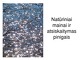 Natūriniai mainai ir atsiskaitymas pinigais 