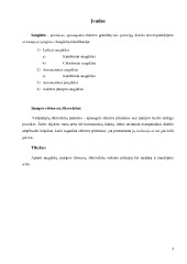 Saugikliai, iškrovikliai įtampos ribotuvai 3