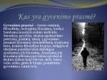 Žmogaus gyvenimo prasmės suvokimas 3