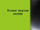 Šviesos banginės savybės skaidrės