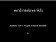 Amžinasis variklis