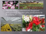 Olandija kanalų ir šiltnamių šalis 3