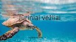 Jūriniai vėžliai 1