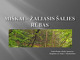 Miškai - žaliasis šalies rūbas projektas