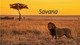 Savana prezentacija