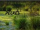 Pelkės