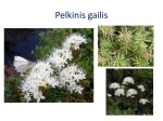 Pelkė skaidrės 2