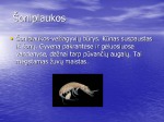Baltijos jūros žuvys 2