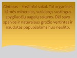 Gintaro istorija ir susidarymas 2