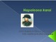 Napoleono karai