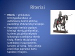 Kasdieninio riterio gyvenimas 2