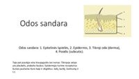 Odos sandara ir priežiūra 2