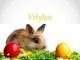 Vėlykos skaidrės (3)