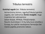 Tribulus terrestris papildo vartojimas sporte 2
