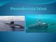 Povandeniniai laivai skaidrės