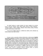 Laivyba: Balastinė sistema 2