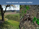 Anykščių šilelis skaidrės 3