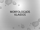 Morfologijos klaidos prezentacija