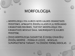 Morfologijos klaidos prezentacija 2
